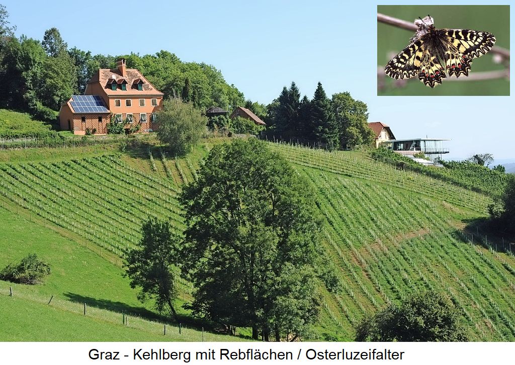 Graz - Kehlberg mit Rebflächen und Osterluzeifalter
