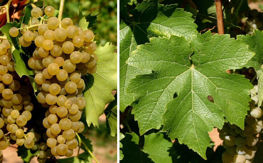 Villaris - Weintraube und Blatt