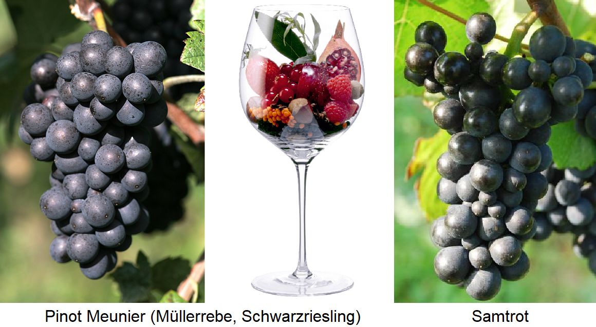 Pinot Meunier Traube - Aromen im Glas - Samtrebe Traube