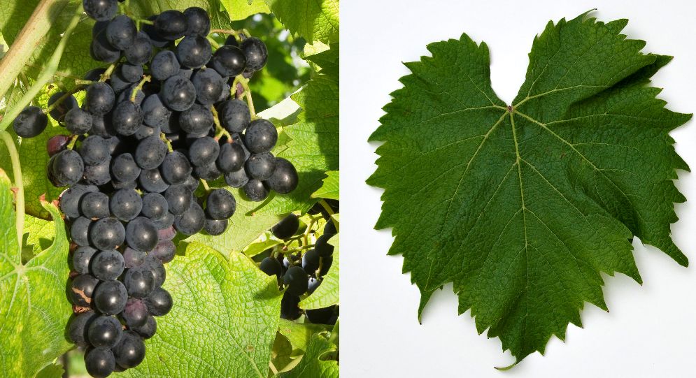 Galante - Weintraube und Blatt