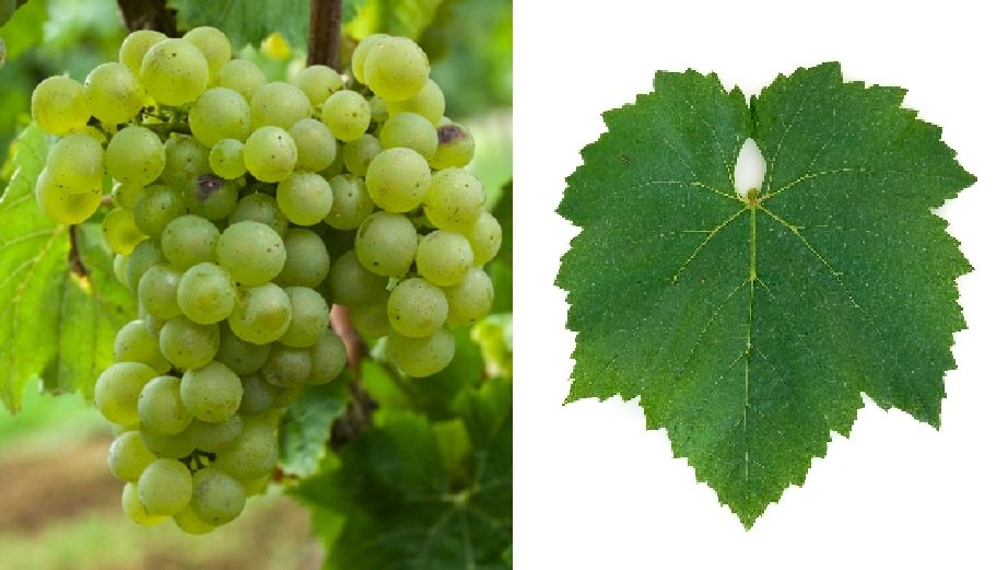 Morillon (Chardonnay) - Weintraube und Blatt