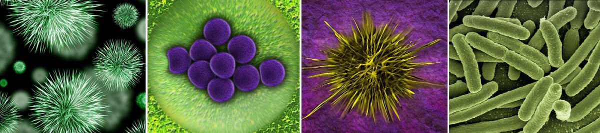 Bakterien - vier verschiedene Arten