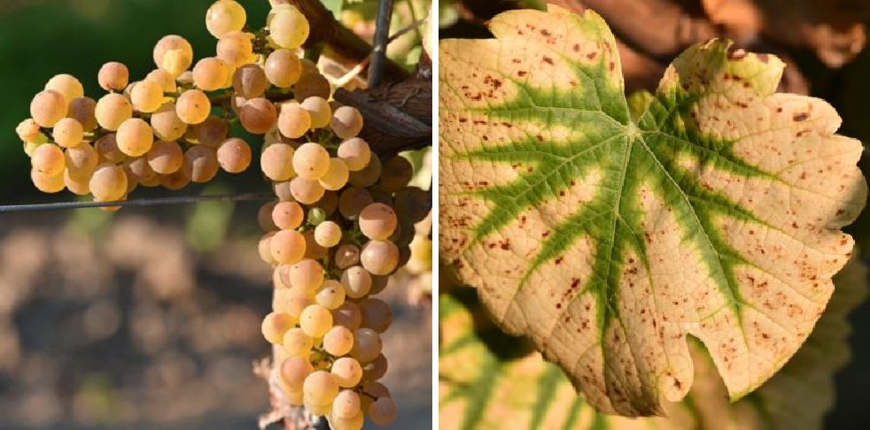 Calardis Blanc - Weintraube und Blatt