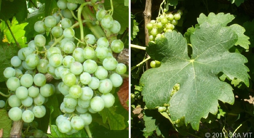 Retagliado Bianco - Weintraube und Blatt