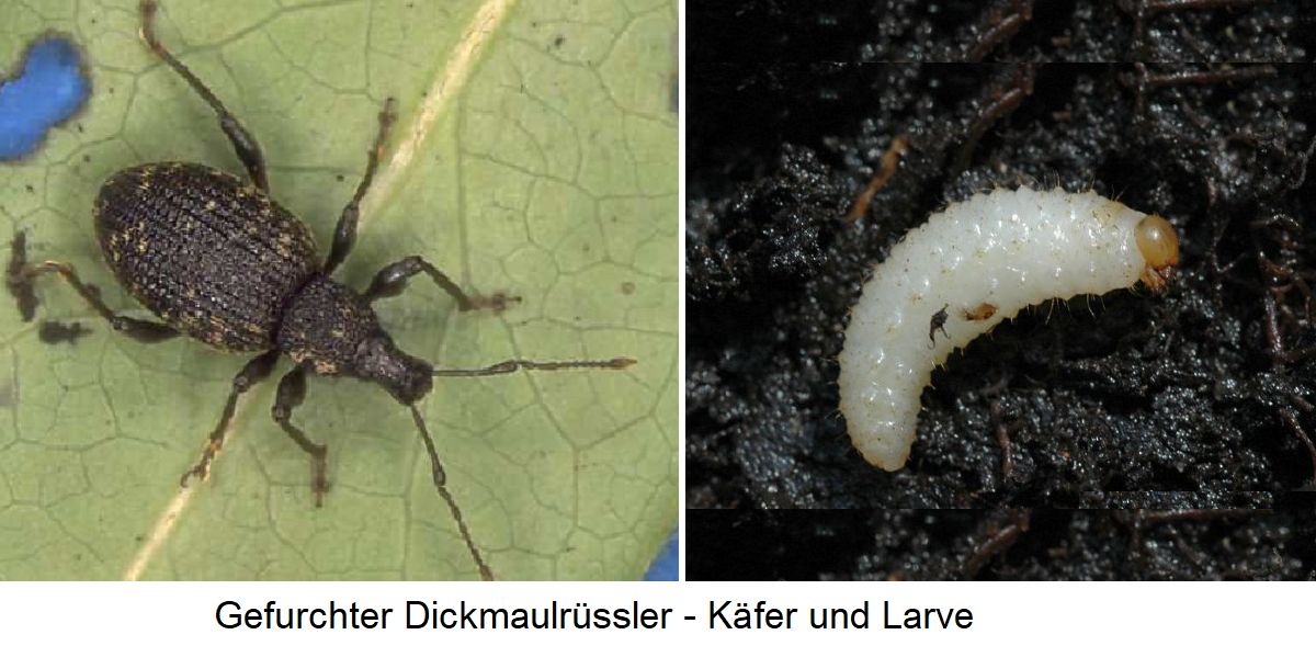 Gefurchter Dickmaulrüssler - Käfer und Larve