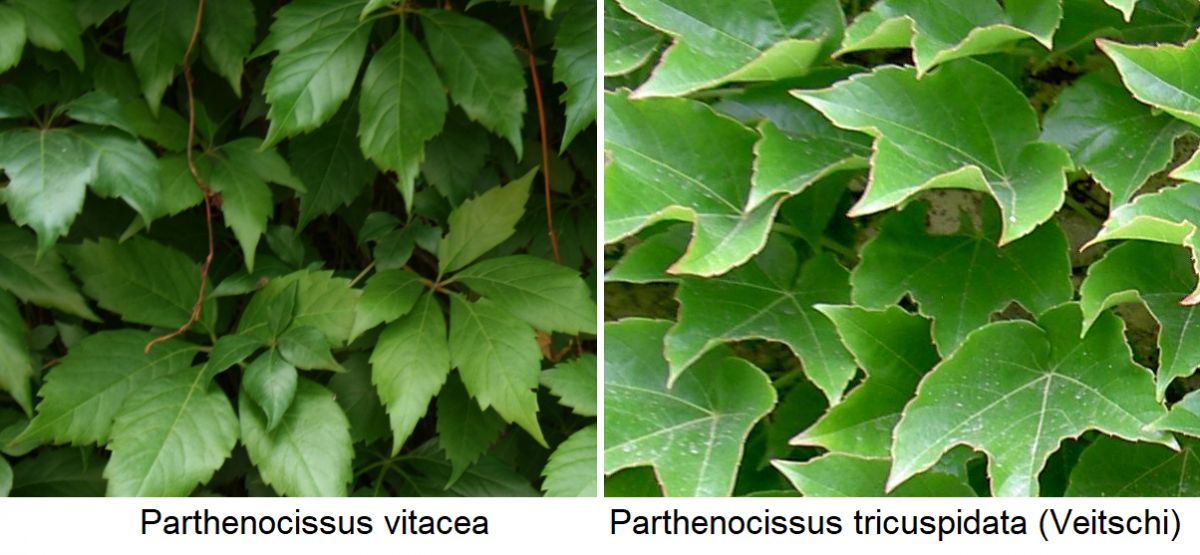 Parthenocissus vitacae und Parthenocissus tricuspidata