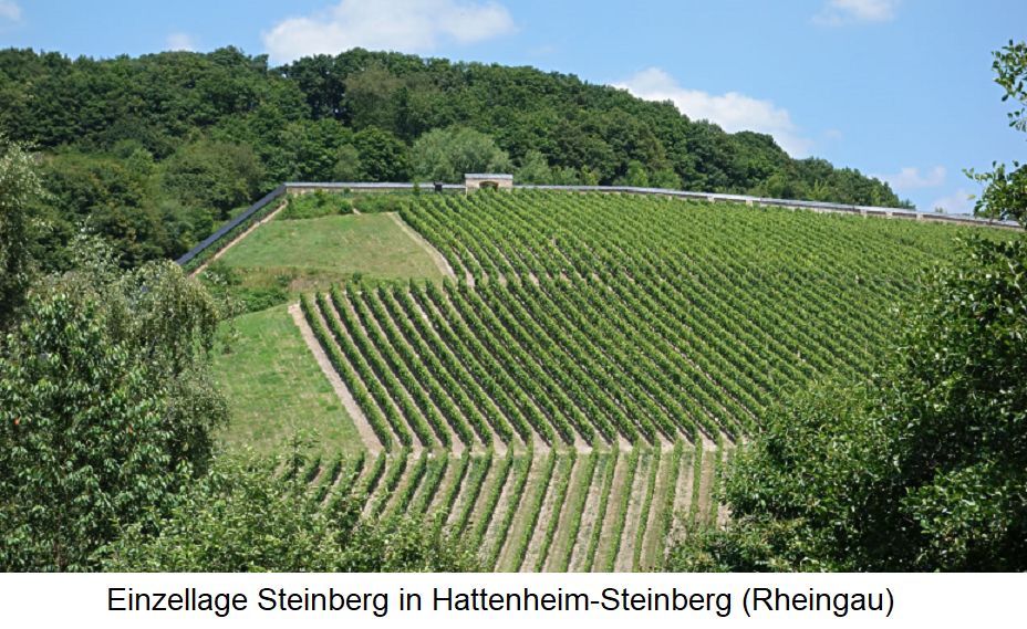 Steinberg - Einzellage in Hattenheim-Steinberg (Rheingau)
