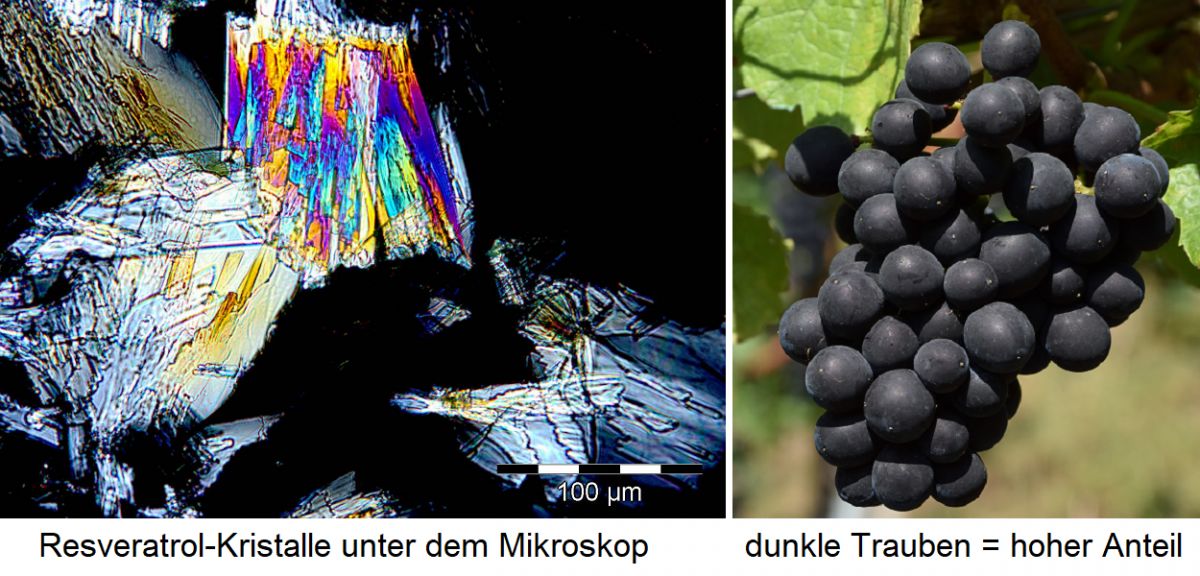 Resveratrol-Kristalle unter Mikroskop / Weintraube mit schwarzen Beeren