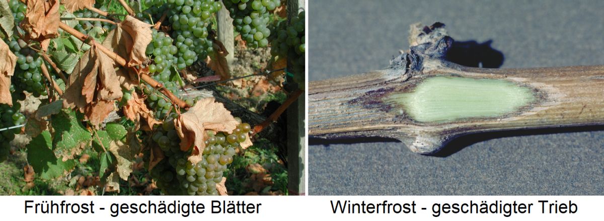 Frost - Frühfrost mit geschädigten Blättern und Winterfrost mit geschädigtem Trieb