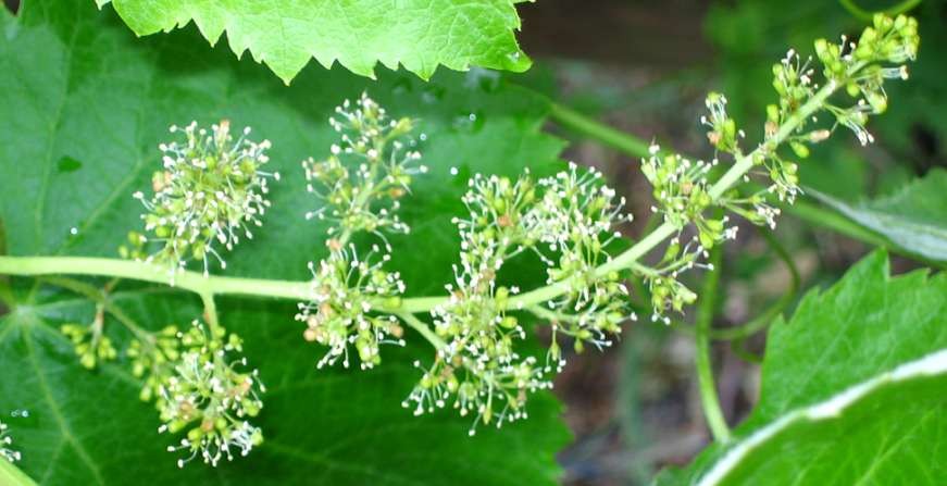 Verrieseln - Blütenstand einer Weintraube