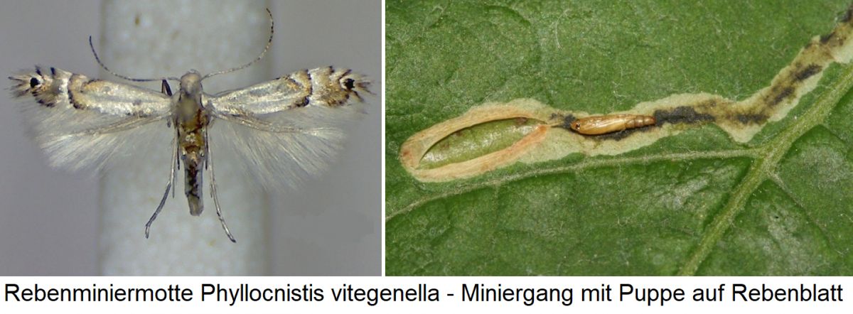 Miniermotten - Phyllocnistis vitegenella und Miniergang mit Raupe auf einem Blatt