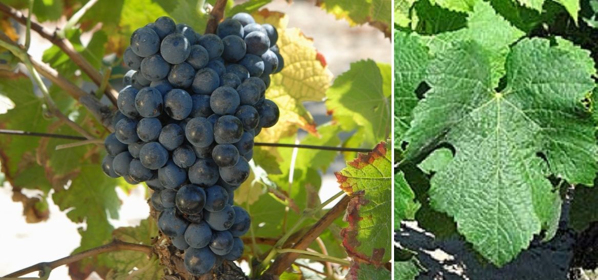 Magdeleine Noire des Charentes - Weintraube und Blatt