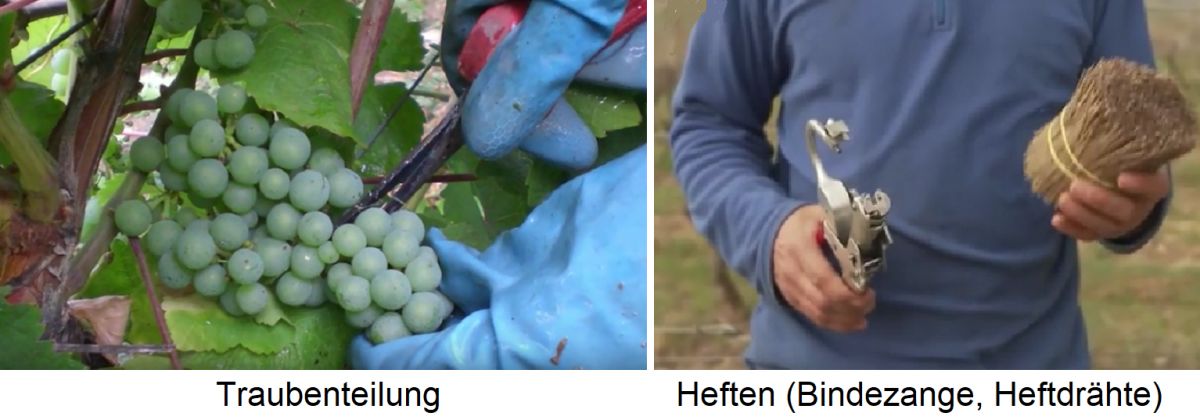 Weingartenpflege - Traubenteilung und Binden