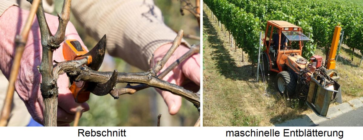 Weingartenpflege - Rebschnitt und maschinelle Entblätterung