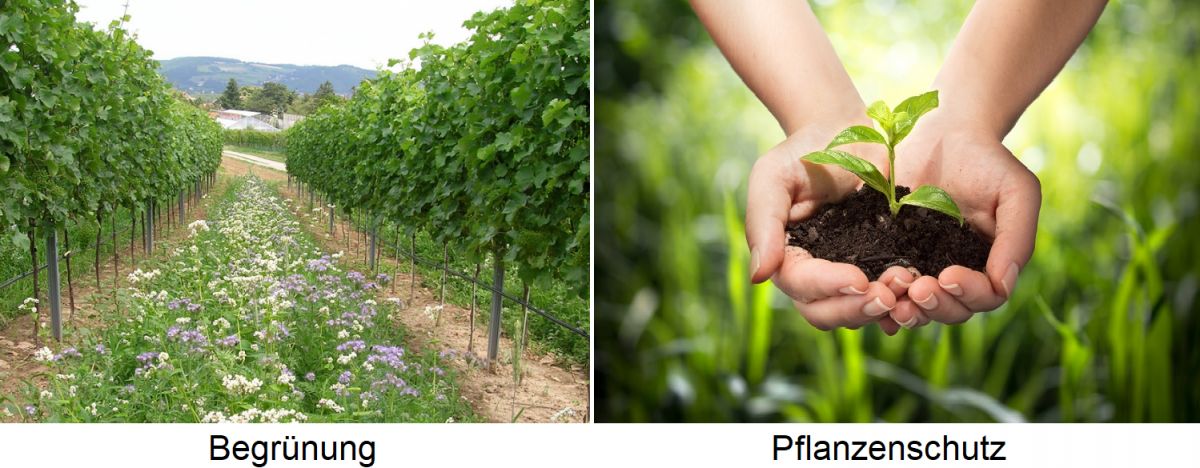 Weingartenpflege - Begrünung und Pflanzenschutz