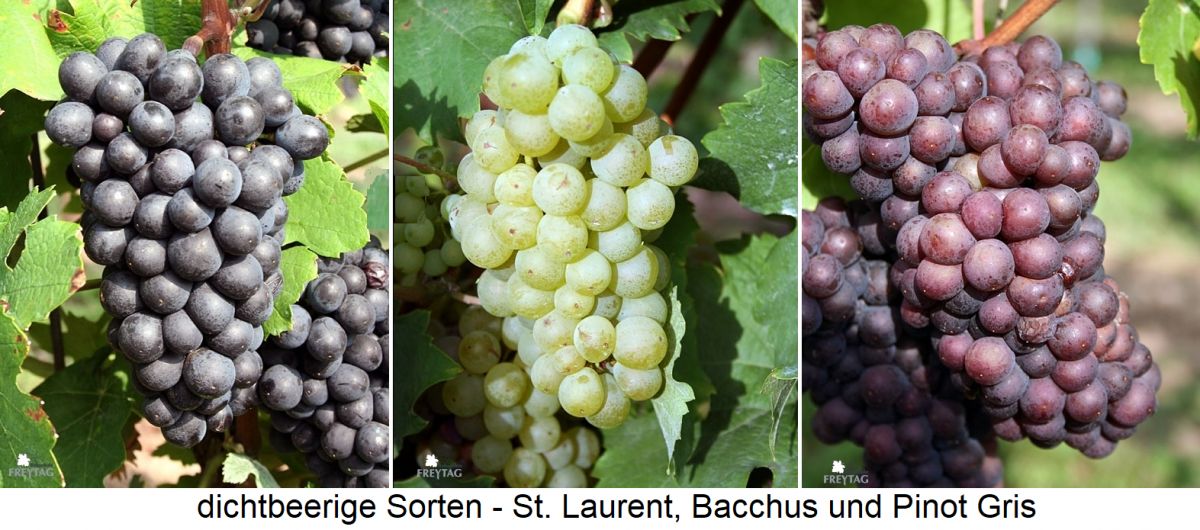dichtbeerige Sorten St. Laurent, Bacchus und Pinot Gris