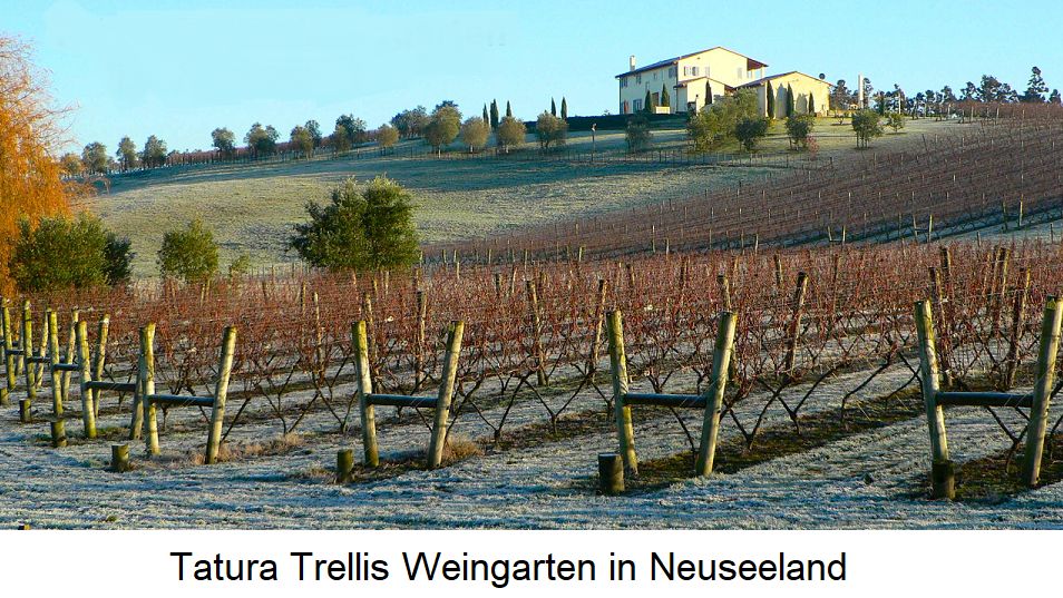 Weingarten in Neuseeland mit Tatura Trellis-System