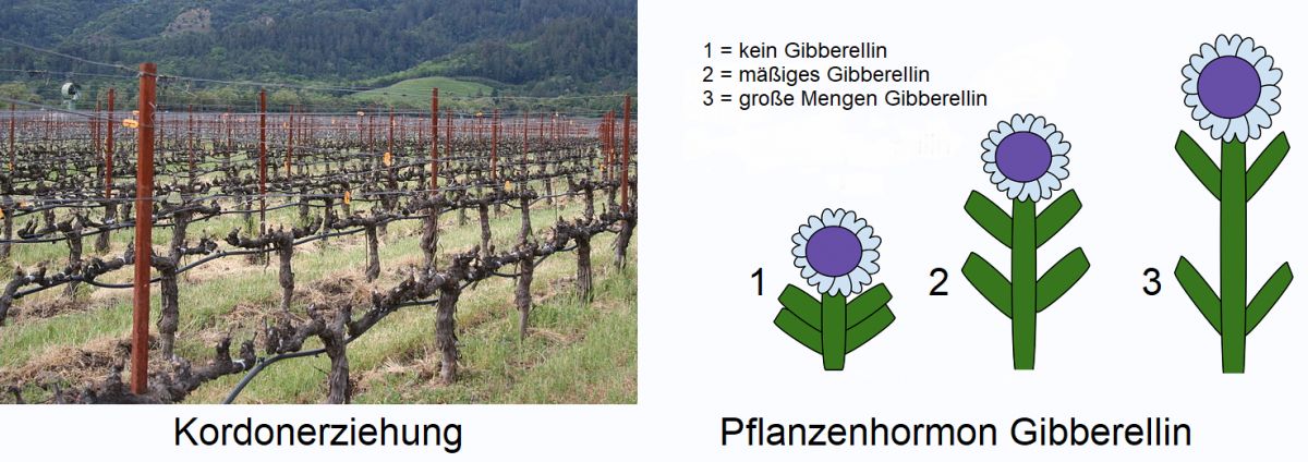 Weingartenpflege - Kordonerziehung und Pflanzenhormon Gibberellin