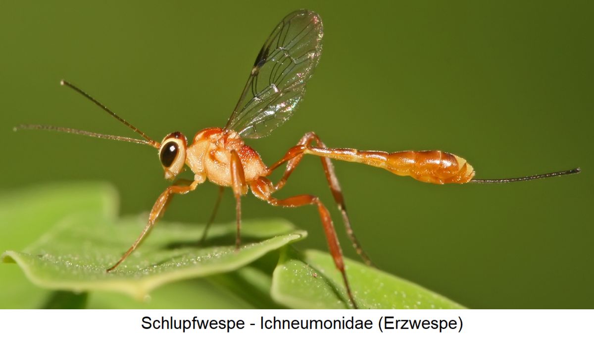  Schlupfwespe - Ichneumonidae (Erzwespe)