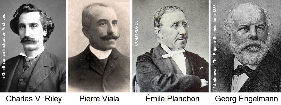 Reblaus - Porträts von Charles V. Riley, Pierre Viala, Émile Planchon, Georg Engelmann