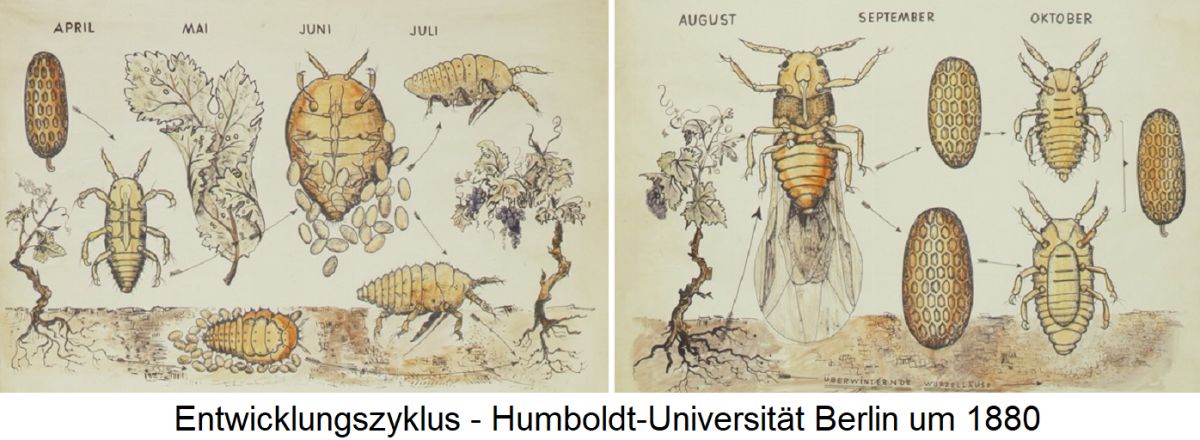 Reblaus - Entwicklungszyklus - Humboldt-Universität Berlin um 1880