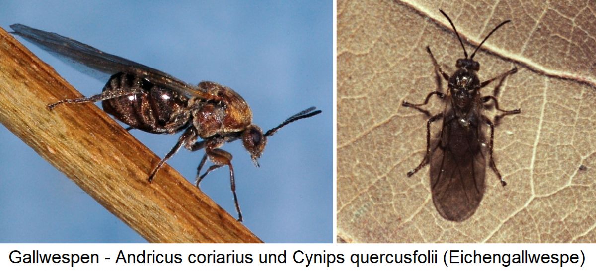 Gallwesoen - Andricus coriarius und Cynips Quercus quercusfolii (Eichengallwespe)