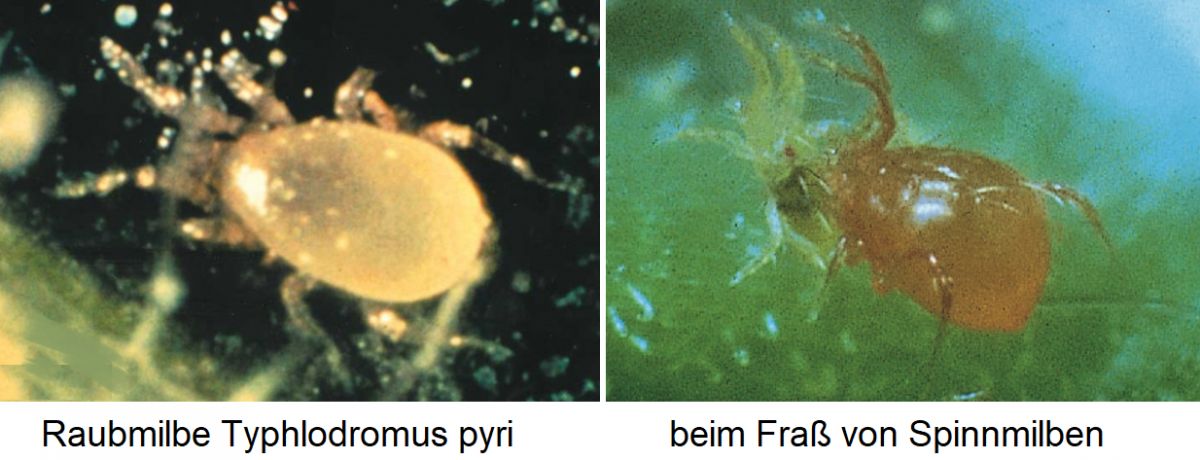 Rabmilbe Typhlodromus pyri - beim Fraß von Spinnmilben