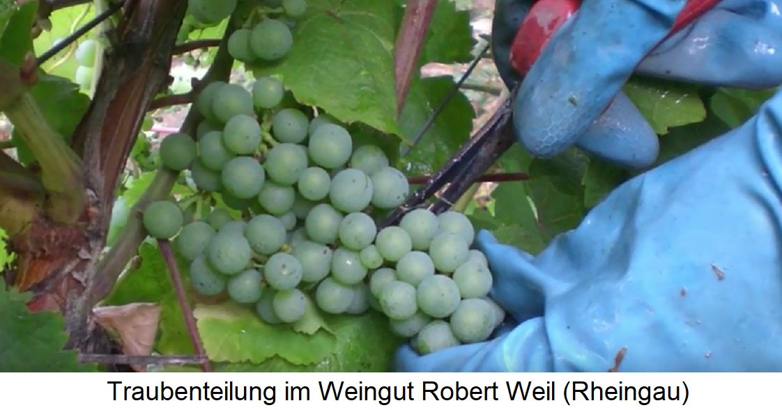 Traubenteilung - mit Rebschere im Weingut Robert Weil (Rheingau)