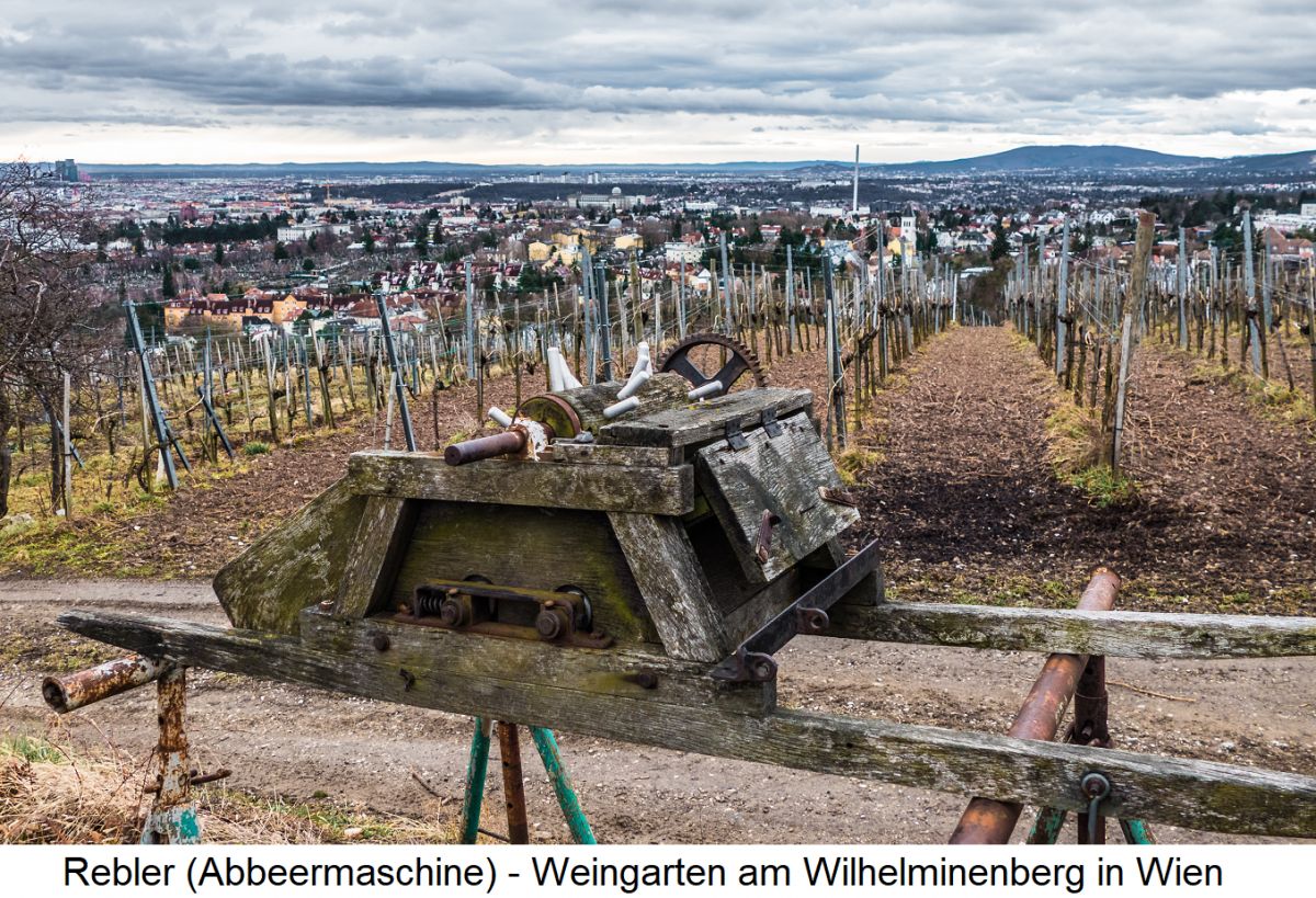 Abbeeren - Rebler (Abbeermaschine) - Weingarten am Wilhelminenberg in Wien