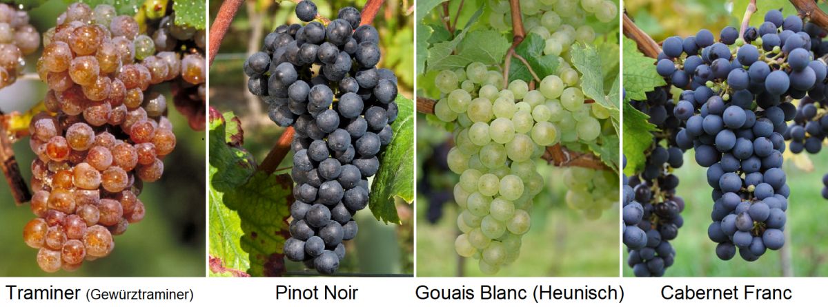 Leitsorten: Traminer (Gewürztraminer), Pinot Noir, Gouais Blanc (Heunsich), Cabernet Franc