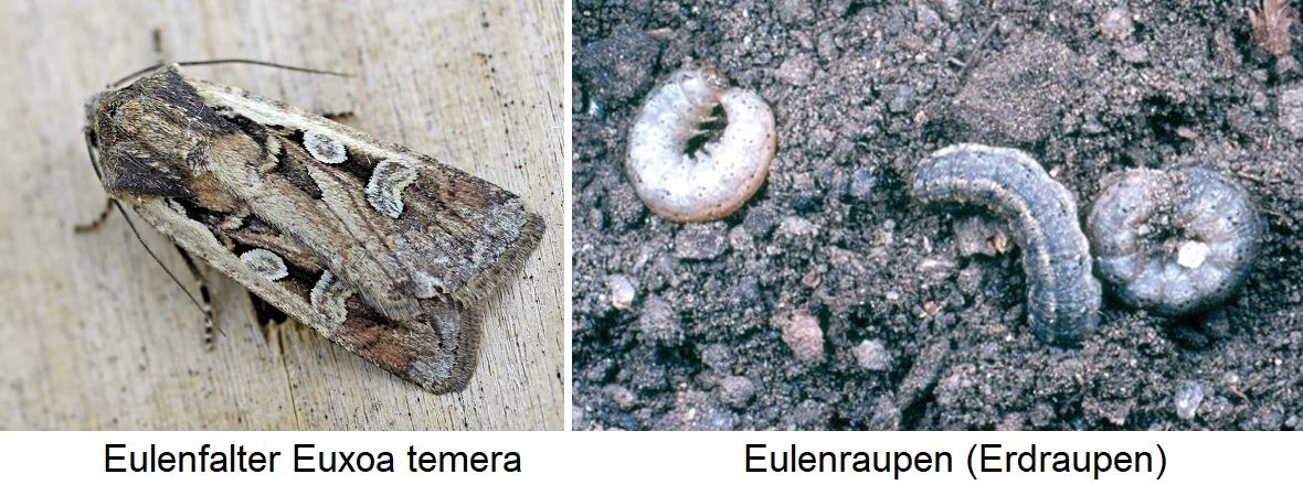 Eulenraupen - Eulenfalter Euxoa und Erdraupen