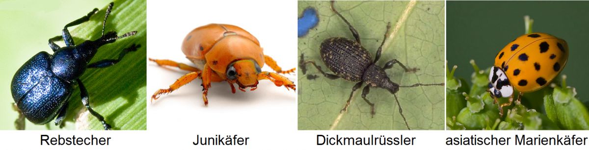 Käfer - Rebstecher, Junikäfer, Dickmaulrüssler, Asiatischer Marienkäfer