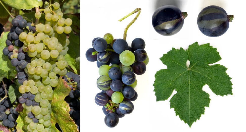 Tressot Panaché - Weintraube und Blatt