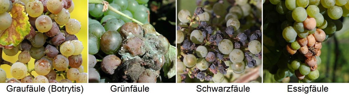 Traubenfäule - Graufäule (Botrytis), Grünfäule, Schwarzfäule, Essigfäule