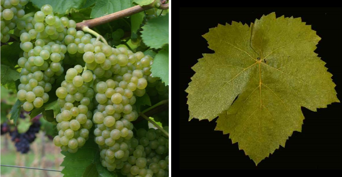 Arvine - Weintraube und Blatt