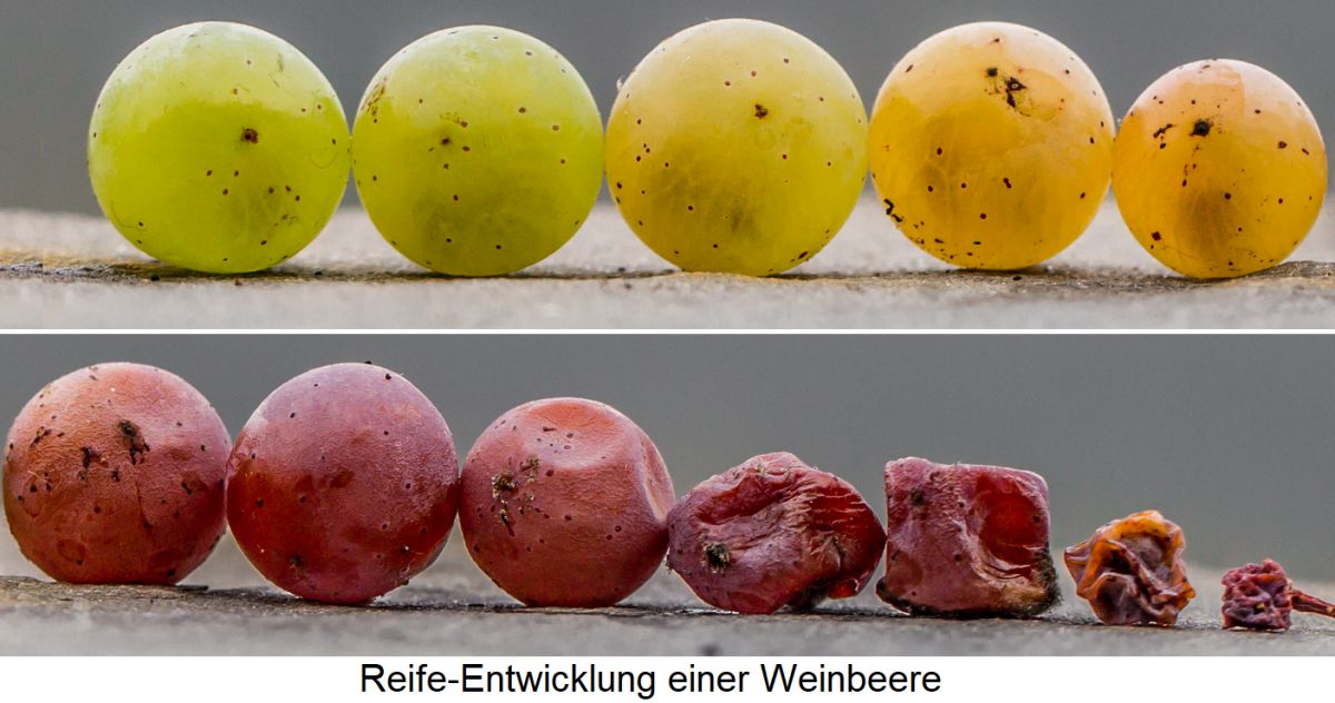 physiologische Reife - Reife-Entwicklung der Weinbeere von grün über rot bis getrocknet