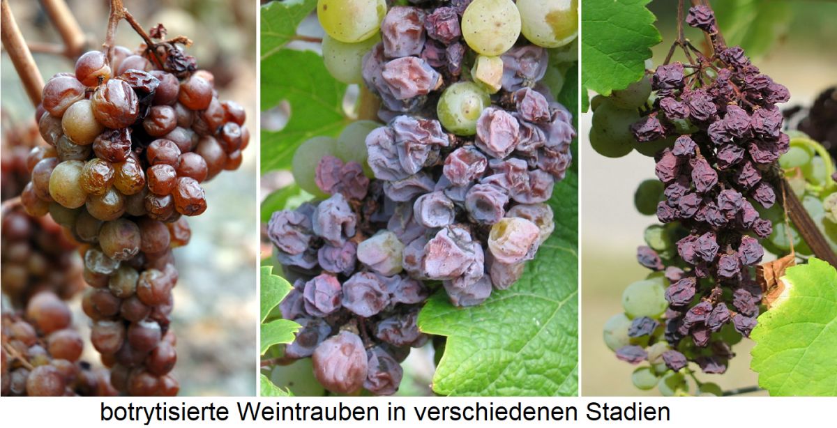 Botrytis - drei Weintrauben in verschiedenen Stadien