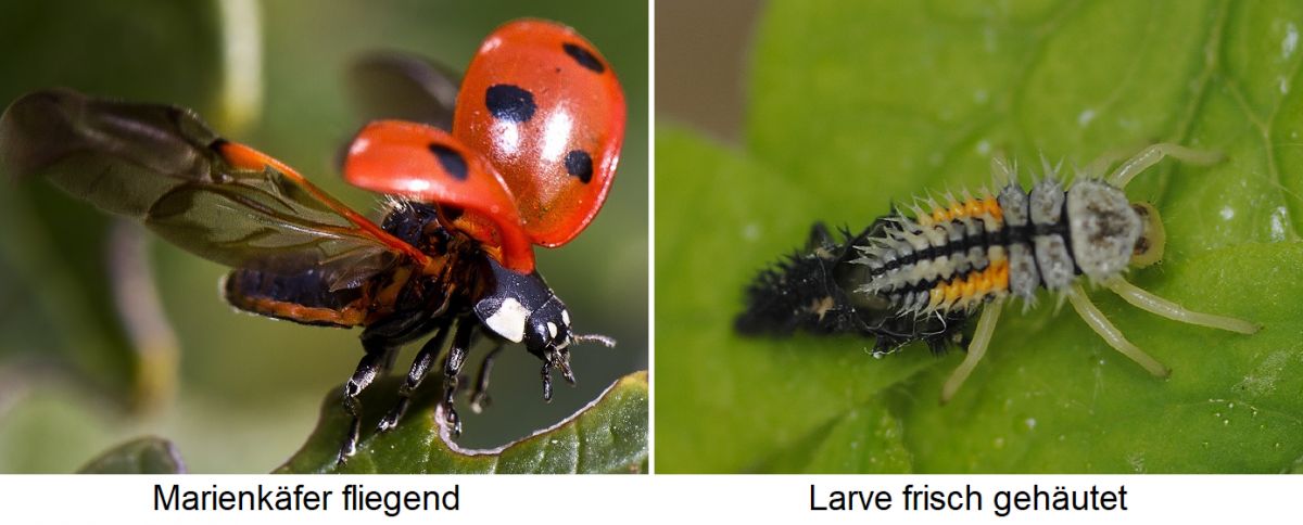 Marienkäfer - fliegender Käfer und frisch gehäutete Larve
