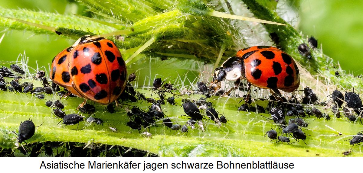 Asiatische Marienkäfer jagen schwarze Bohnenblattläuse