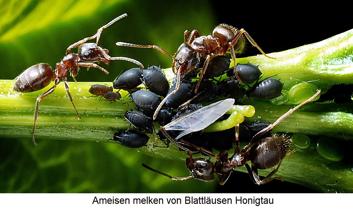 Blattläuse - Ameisen melken von den Blattläusen Honigtau