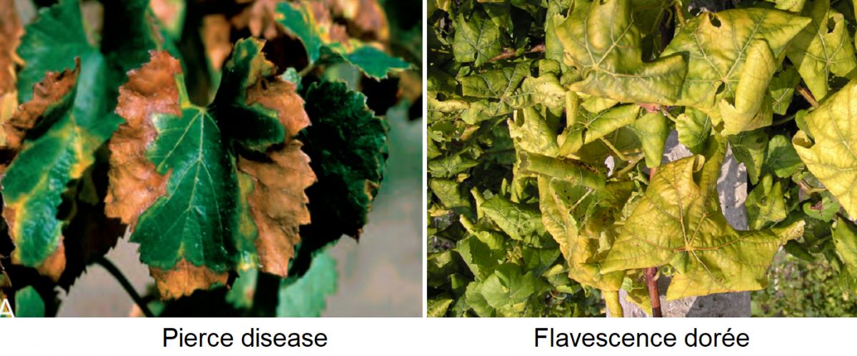 Zikaden - Blattsymptome Pierce Disease und Flavescence dorée