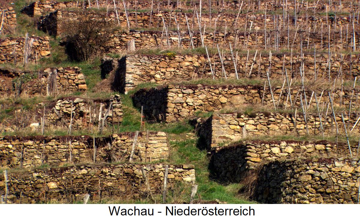 Terrassen - Wachau in Niederösterreich