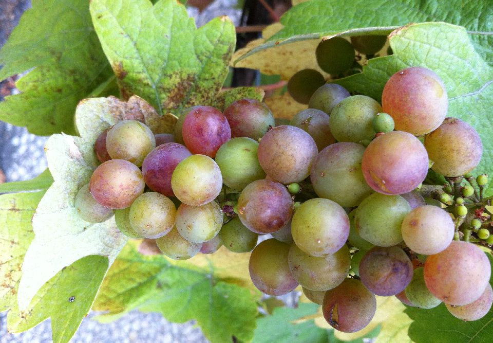 Kleinbeerigkeit - Weintraube mit ganz kleinen, verkümmerten Beeren