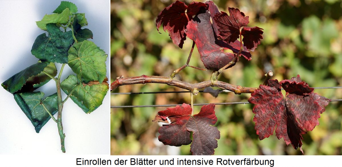 Rugose Wood-Complex - Symptome Blätter mit Einrollung und Rotverefärbung