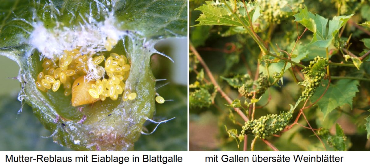 Gallen - aufgeschnittene Galle mit Mutterlaus und Eiern sowie von Gallen übersäte Weinrebenblätter