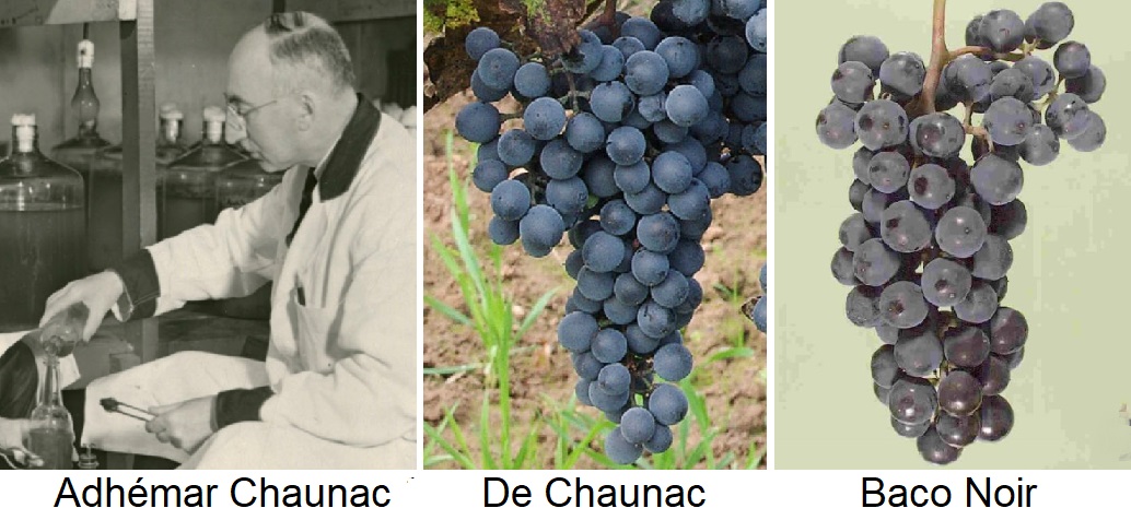 Chaunac Adhémar - Porträt und De Chaunac und Baco Noir