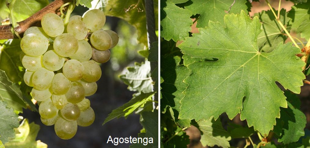 Agostenga - Weintraube und Blatt