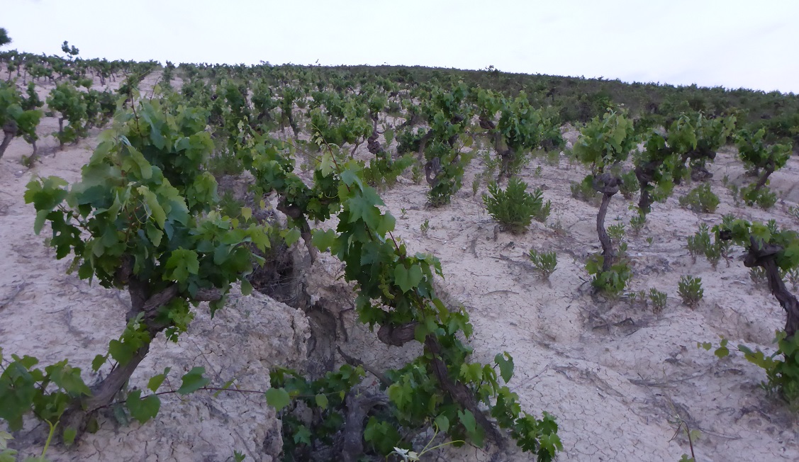 Albariza - Weingartenboden mit Reben
