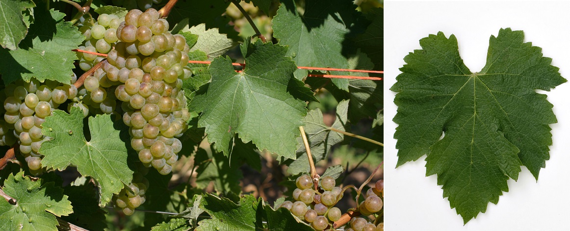 Altesse - Weintrauben am Rebstock und Blatt