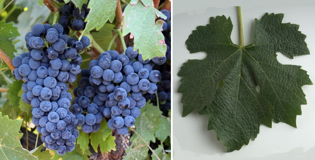 Arinarnoa - Weintraube und Blatt
